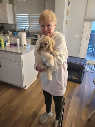 Chrissy, a Cocker Spaniel puppy from Pawrade