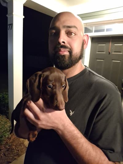 Romelo, a Dachshund, Mini puppy from Pawrade