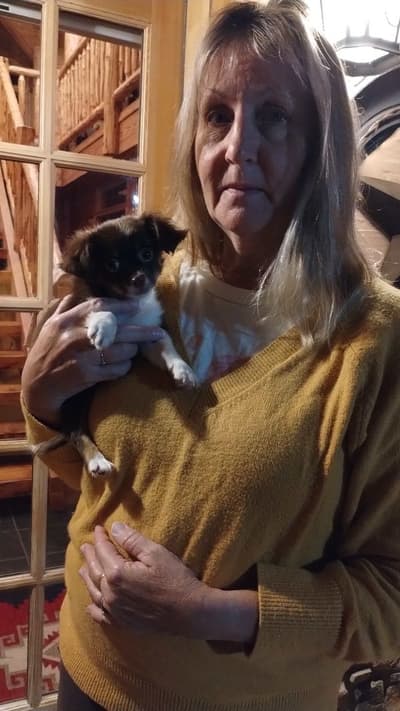 Oliver, a Chihuahua puppy from Pawrade
