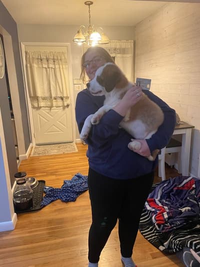 Jasmine, a Saint Bernard - St. Bernard puppy from Pawrade