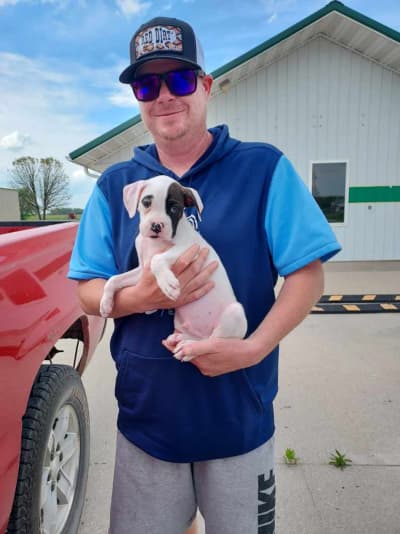 Dierks, a Boxer puppy from Pawrade