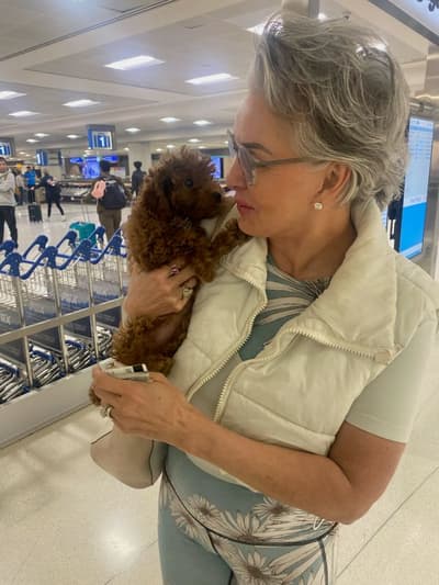 Kyra, a Poodle, Miniature puppy from Pawrade