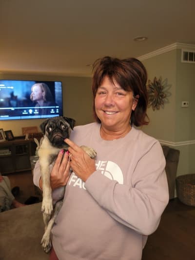 Wren, a Pug puppy from Pawrade