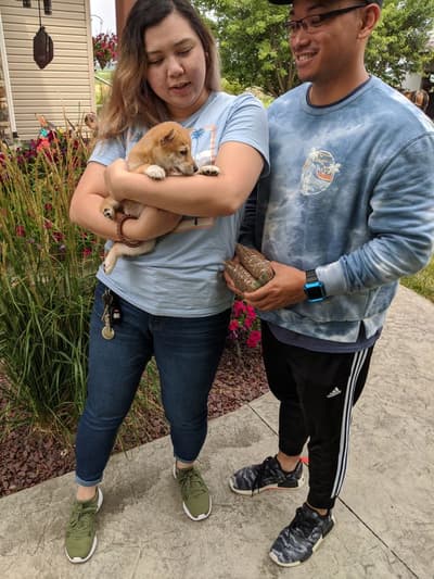 Flint, a Shiba Inu puppy from Pawrade