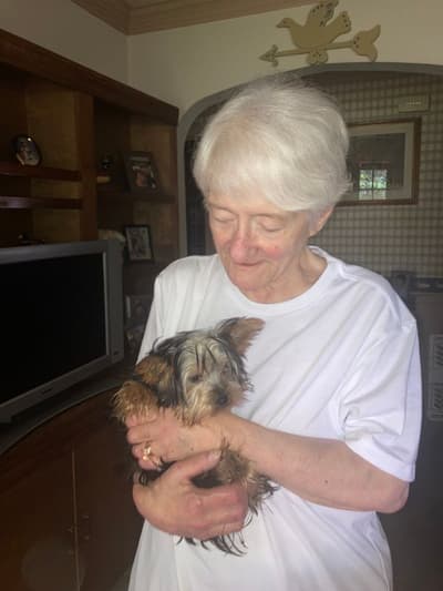 Lana, a Yorkshire Terrier - Yorkie puppy from Pawrade