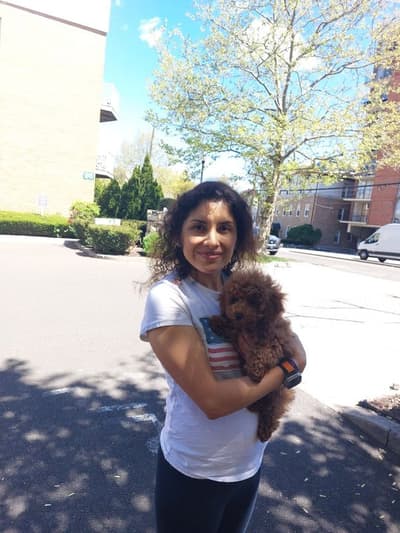 Oren, a Poodle, Toy puppy from Pawrade