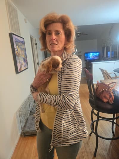 Widget, a Cavalier King Charles Spaniel puppy from Pawrade