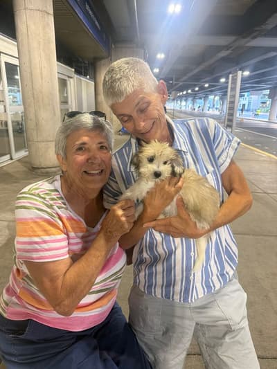 Moose, a Coton De Tulear puppy from Pawrade