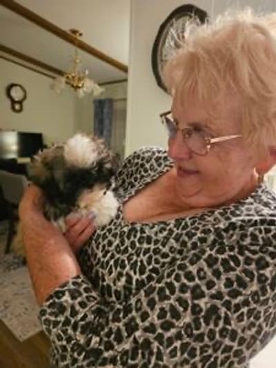 Lulu, a Shih Tzu puppy from Pawrade