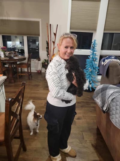 Stanley, a Poodle, Toy puppy from Pawrade