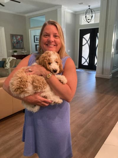 William, a Goldendoodle puppy from Pawrade
