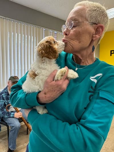 Hattie, a Cavapoo puppy from Pawrade