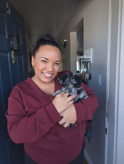 Tinsel, a Poodle, Toy puppy from Pawrade