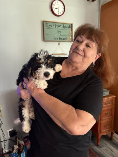Mincus, a Bernedoodle, Mini puppy from Pawrade