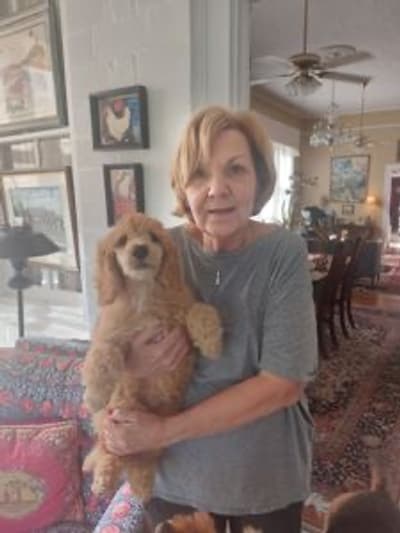 Ernie, a Poodle, Standard puppy from Pawrade