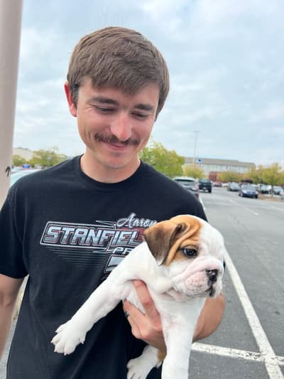 Chance, a English Bulldog puppy from Pawrade