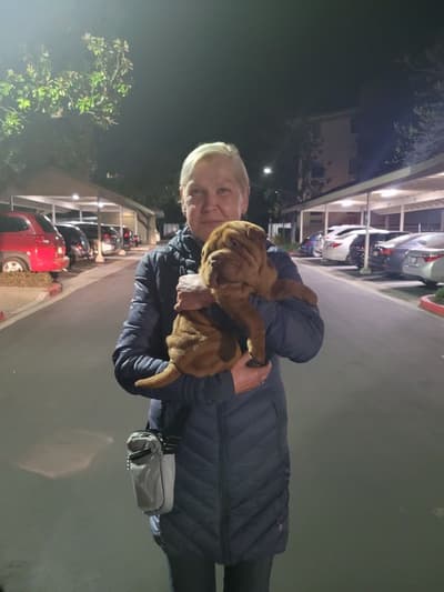Wally, a Chinese Shar-Pei puppy from Pawrade