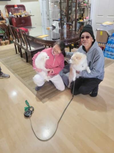 Tessa, a American Eskimo Dog puppy from Pawrade