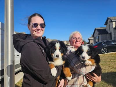 Bethany, a Bernese Mountain Dog puppy from Pawrade