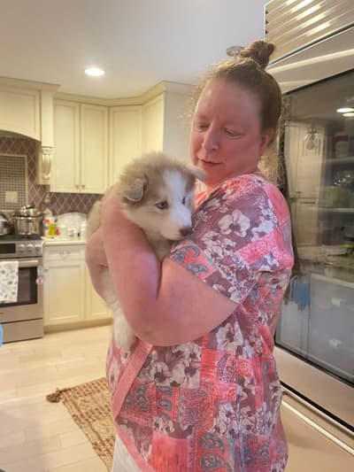 Nori, a Siberian Husky puppy from Pawrade