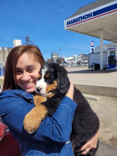 Weston, a Bernese Mountain Dog puppy from Pawrade