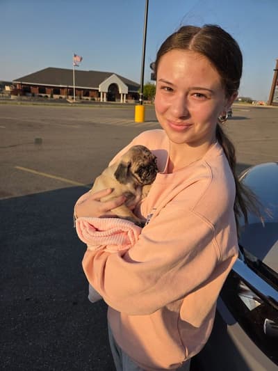 Norma, a Pug puppy from Pawrade