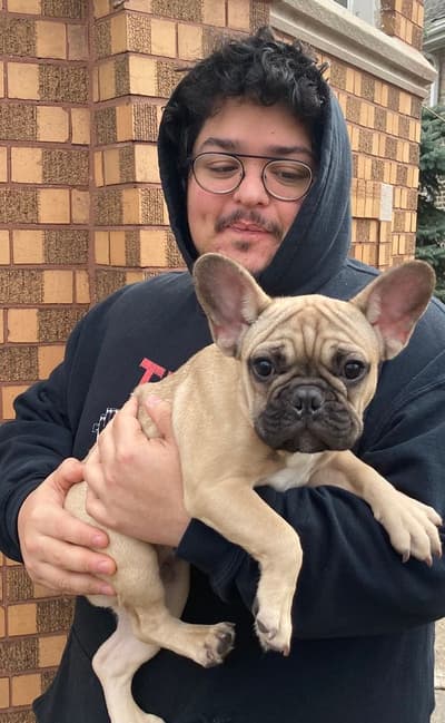 Mighty Mouse, a French Bulldog puppy from Pawrade