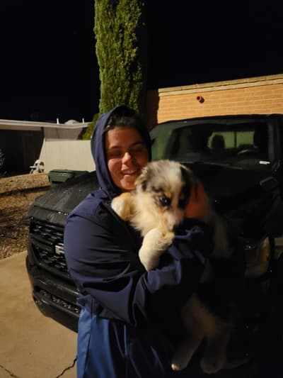 Finn, a Australian Shepherd puppy from Pawrade