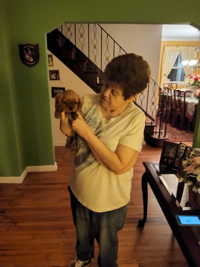 Chloe, a Cavalier King Charles Spaniel puppy from Pawrade