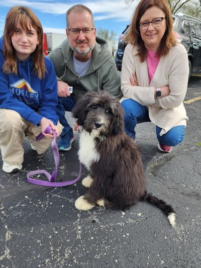 Aubrey, a Bernedoodle puppy from Pawrade