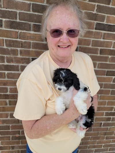 Letty, a Cavapoo puppy from Pawrade