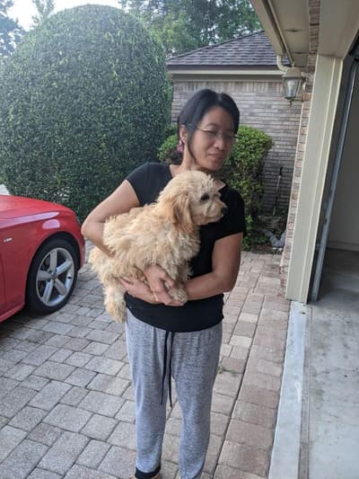Nicholas, a Goldendoodle, Mini puppy from Pawrade