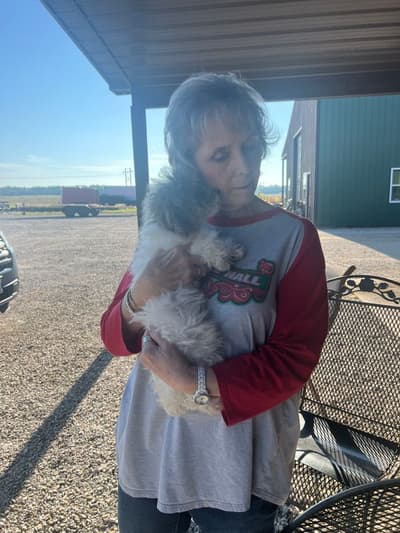 Charlene, a Poodle, Toy puppy from Pawrade