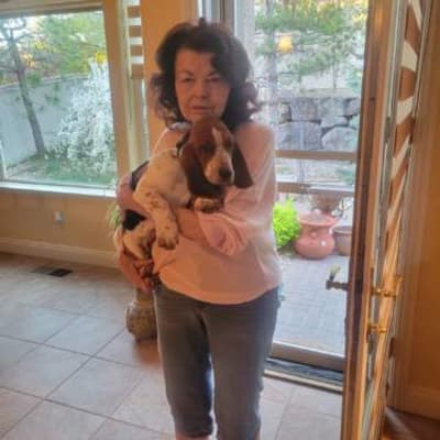 Veronica, a Basset Hound puppy from Pawrade