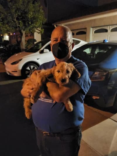 Steven, a Goldendoodle puppy from Pawrade