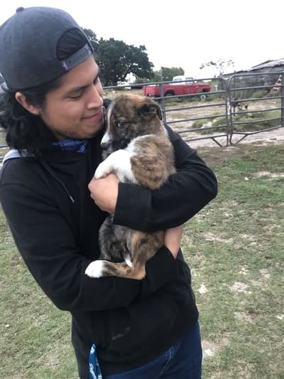 Cinch, a Border Collie puppy from Pawrade