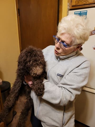 Donald, a Poodle, Standard puppy from Pawrade