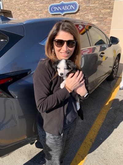 Crystal, a Miniature Australian Shepherd puppy from Pawrade