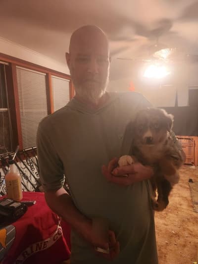 Tyler, a Miniature Australian Shepherd puppy from Pawrade