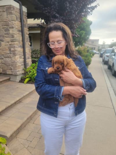 Lorna, a Cavapoo puppy from Pawrade