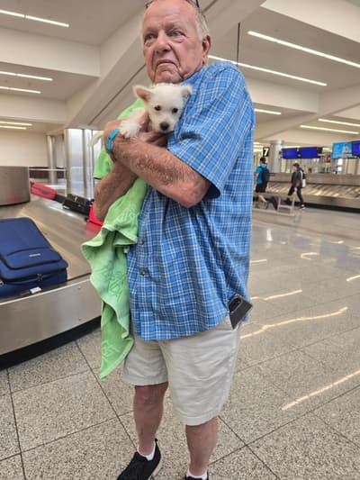Scarlett, a West Highland White Terrier - Westie puppy from Pawrade