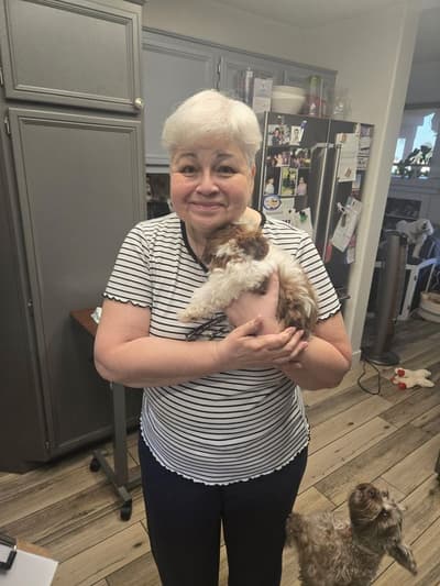 Tamika, a Shih-Poo - Shihpoo puppy from Pawrade