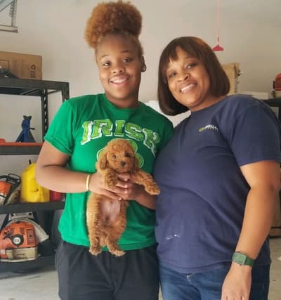 Dallas, a Poodle, Miniature puppy from Pawrade