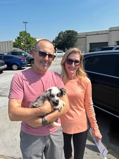 Drax, a Miniature Australian Shepherd puppy from Pawrade