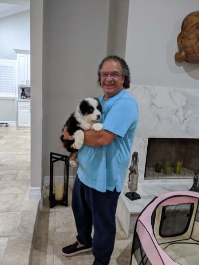 Adrian, a Australian Shepherd puppy from Pawrade