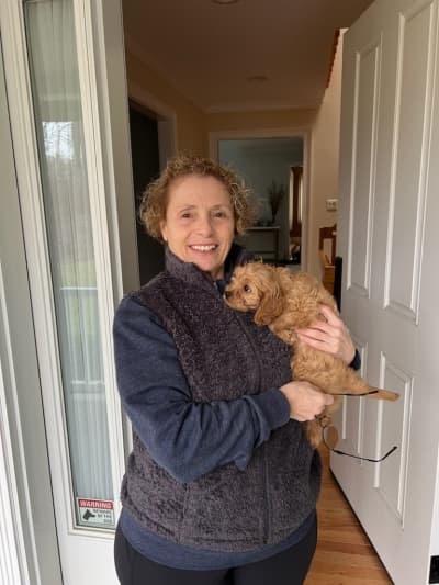 Virgil, a Cavapoo puppy from Pawrade