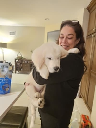 Tuck, a English Golden Retriever puppy from Pawrade
