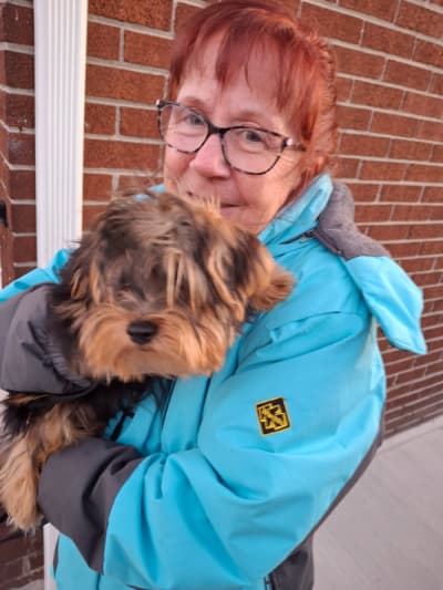 Poppy, a Yorkshire Terrier - Yorkie puppy from Pawrade