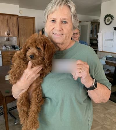 Josie, a Cavapoo puppy from Pawrade