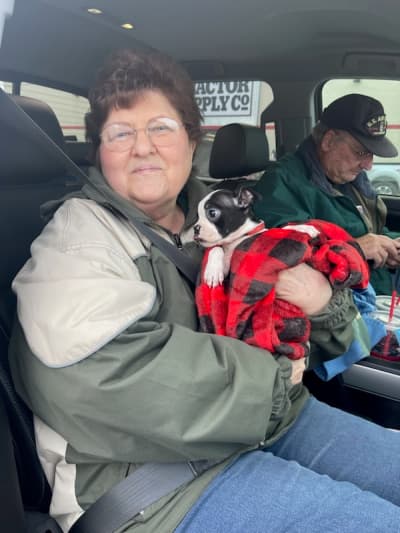 Aubrie, a Boston Terrier puppy from Pawrade